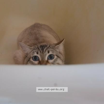 Photo 2/3 Azur Chat lost in Poitiers