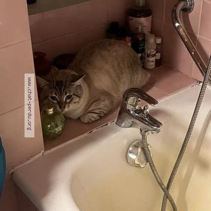 Photo 3/3 Azur Chat lost in Poitiers