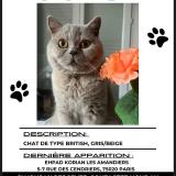 Picture of cat lost at Paris