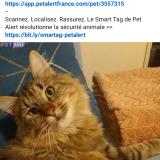 Picture of cat lost at Montendre