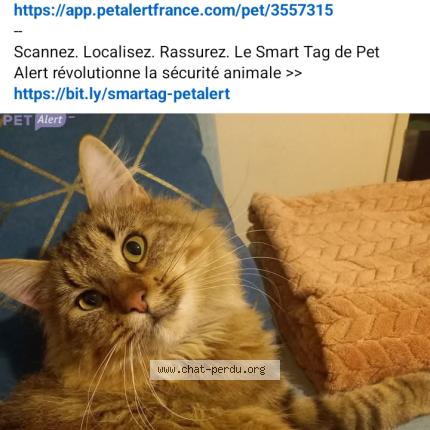 Photo 1/1 Victor Chat lost in Montendre