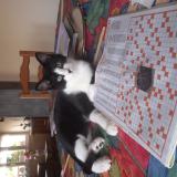 Picture of cat lost at Saverne