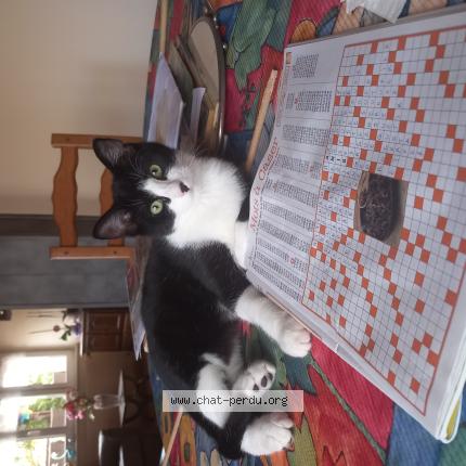 Photo 1/1 Quinoa Chat lost in Saverne