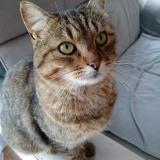 Picture of cat lost at Lampaul Plouarzel