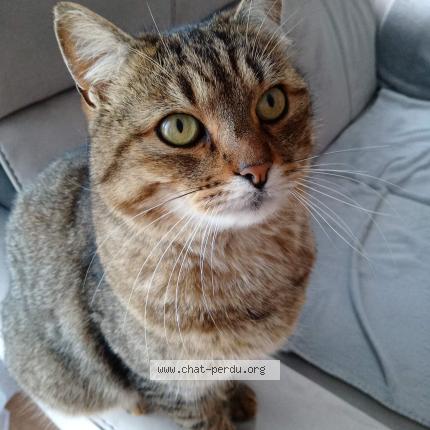 Photo 1/1 MIKA Chat lost in Lampaul plouarzel