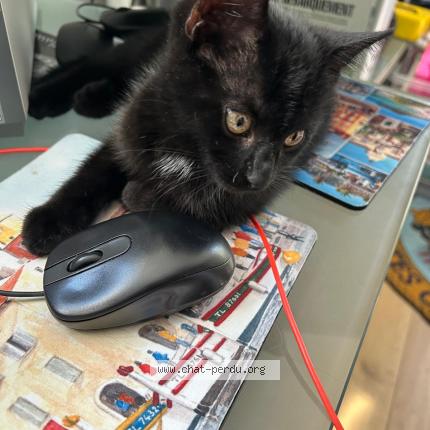 Photo 1/1 Cookie Chat lost in Barnich