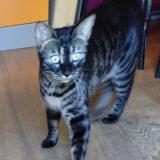 Picture of cat found at Louveciennes