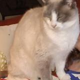 Picture of cat lost at Plouzane