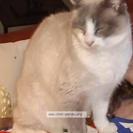 Photo 1/1 Jennah Chat lost in Plouzane