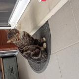 Picture of cat found at Beaurains