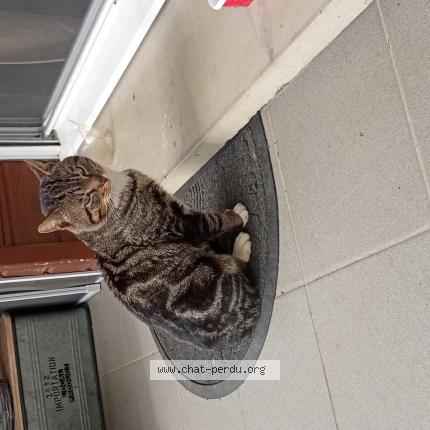 Photo 1/1 Found cat Found in Beaurains