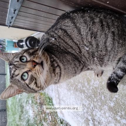 Photo 1/1 LIUBOV DERESH Chat lost in Villecresnes