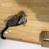 Picture of cat found at Mericourt