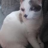 Picture of cat lost at Saint Etienne