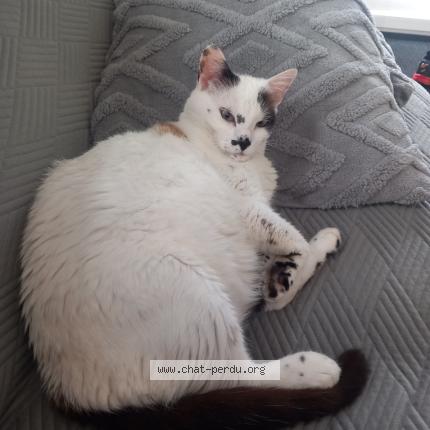 Photo 1/2 Pistache Chat lost in Saint etienne