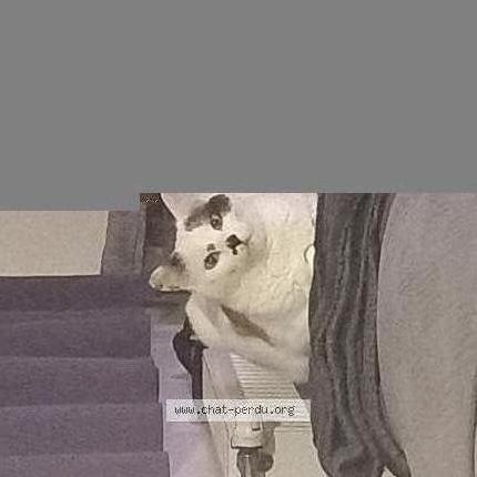 Photo 2/2 Pistache Chat lost in Saint etienne