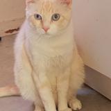 Picture of cat lost at Fouras