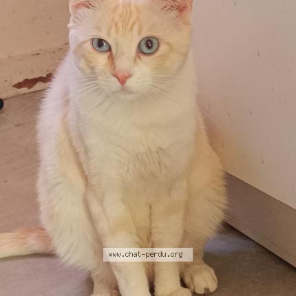 Photo 1/1 Myloo Chat lost in Fouras