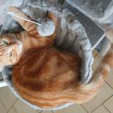 Picture of cat lost at Nibelle