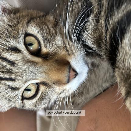 Photo 1/1 Atlas Chat lost in La riche