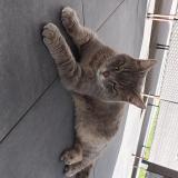 Picture of cat found at Archamps