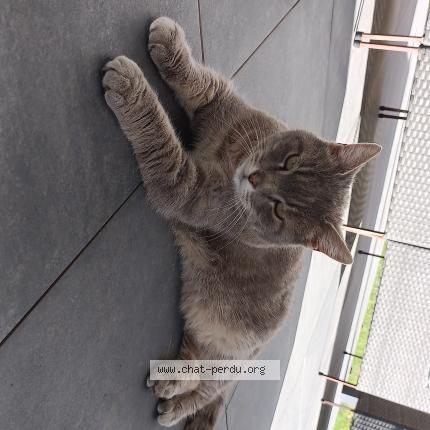 Photo 1/1 Found cat Found in Archamps