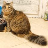 Picture of cat lost at 49070 Beaucouze