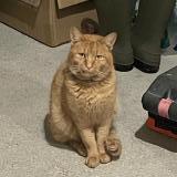 Picture of cat lost at Naintre