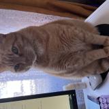 Picture of cat lost at Begrolles En Mauges