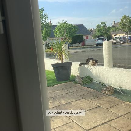 Photo 2/5 Found cat Found in Angers