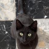 Picture of cat lost at Louville La Chenard