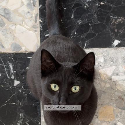 Photo 1/1 Shadow Chat lost in Louville la chenard