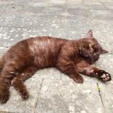 Picture of cat lost at Le Mans