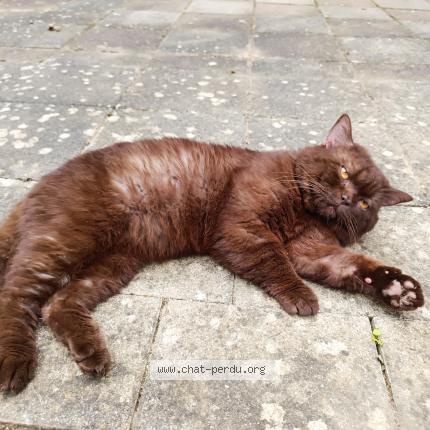 Photo 1/1 Chouchou Chat lost in Le mans