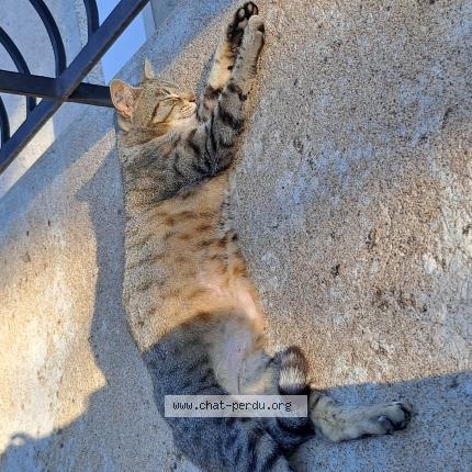 Photo 1/1 Found cat Found in Saint apollinaire