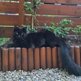 Picture of cat lost at Montaud