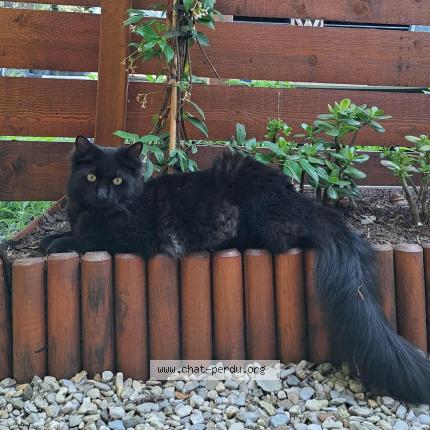 Photo 1/1 Gourge Chat lost in Montaud