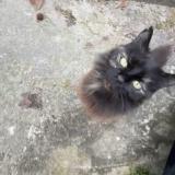 Picture of cat lost at Suresnes