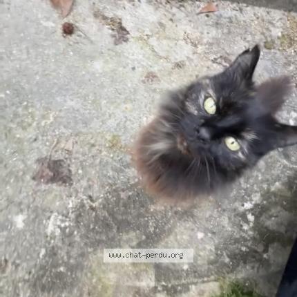 Photo 1/1 Sophie Chat lost in Suresnes