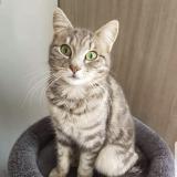 Picture of cat lost at Ploudaniel