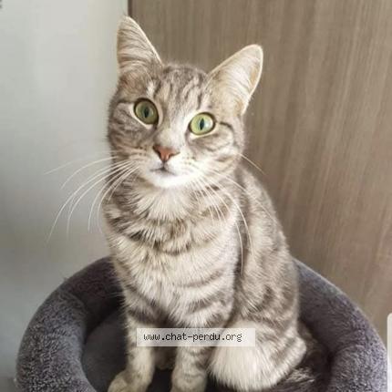 Photo 1/1 minie Chat lost in Ploudaniel