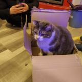 Picture of cat lost at Pleumeur Gautier