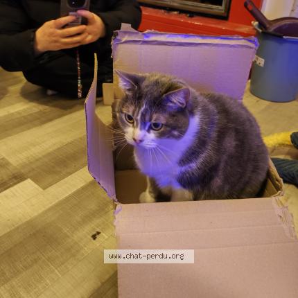 Photo 1/1 Nikita Chat lost in Pleumeur gautier