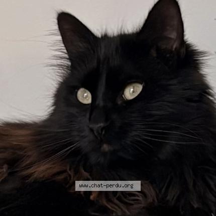 Photo 1/1 Murphy Chat lost in Nexon