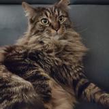 Picture of cat lost at Saint Viaud