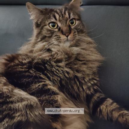 Photo 1/1 Nino Chat lost in Saint viaud