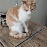 Picture of cat lost at Fontaine