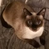 Picture of cat lost at Saint Malo