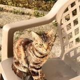 Picture of cat lost at Maizieres Les Metz