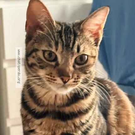 Photo 1/1 Minouche Chat lost in Maizieres les metz